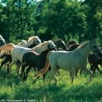 croatia tours lipica horses