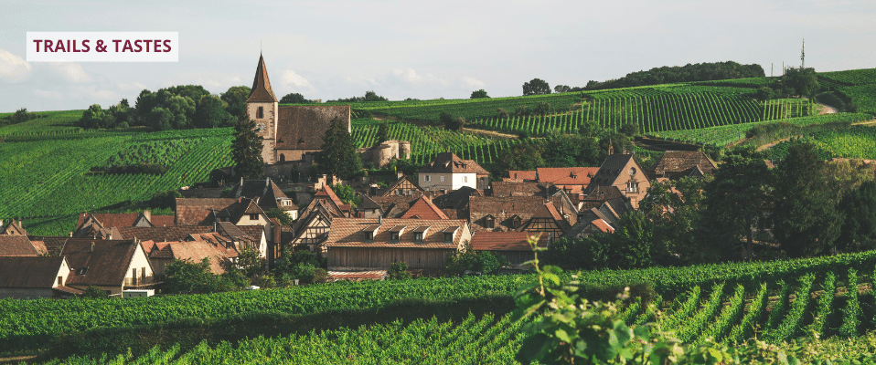 Alsace Revealed – Vineyard Walks Through France’s Distinctive East