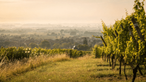 vineyards-alsace-2