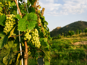 vineyards-alsace