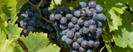 Grenache: An Honorable Vine